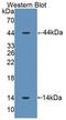 Surfactant Protein D antibody, LS-C296556, Lifespan Biosciences, Western Blot image 