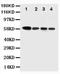 Caspase 10 antibody, PA1513, Boster Biological Technology, Western Blot image 