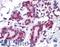 Glucocorticoid Modulatory Element Binding Protein 1 antibody, LS-B4497, Lifespan Biosciences, Immunohistochemistry frozen image 