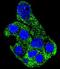 SH2 Domain Containing 4B antibody, abx026496, Abbexa, Immunofluorescence image 