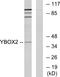 Y-Box Binding Protein 2 antibody, GTX87205, GeneTex, Western Blot image 