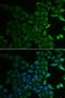 Fibromodulin antibody, orb247401, Biorbyt, Immunofluorescence image 
