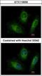RAB20, Member RAS Oncogene Family antibody, GTX119559, GeneTex, Immunofluorescence image 