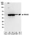 Ras Related GTP Binding D antibody, A304-301A, Bethyl Labs, Western Blot image 
