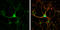 Sterile Alpha And TIR Motif Containing 1 antibody, GTX131411, GeneTex, Immunocytochemistry image 