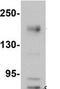 NLR Family CARD Domain Containing 5 antibody, ab105411, Abcam, Western Blot image 