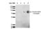 Citrulline antibody, NBP2-59365, Novus Biologicals, Western Blot image 