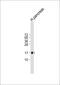 Regenerating Family Member 3 Gamma antibody, M05473, Boster Biological Technology, Western Blot image 