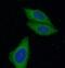 ZIP-8 antibody, FNab09643, FineTest, Immunofluorescence image 