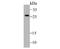 Calpain Small Subunit 1 antibody, NBP2-80453, Novus Biologicals, Western Blot image 