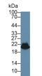 Heat Shock Protein Family B (Small) Member 6 antibody, LS-C294424, Lifespan Biosciences, Western Blot image 