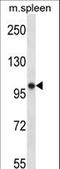 RNA Polymerase III Subunit B antibody, LS-C163856, Lifespan Biosciences, Western Blot image 