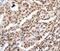 Leukemia inhibitory factor receptor antibody, PA5-50514, Invitrogen Antibodies, Immunohistochemistry frozen image 