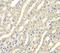 WD Repeat Domain, Phosphoinositide Interacting 2 antibody, FNab09513, FineTest, Immunohistochemistry paraffin image 