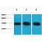 Actin Alpha 2, Smooth Muscle antibody, LS-C387515, Lifespan Biosciences, Western Blot image 