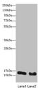 Histone Cluster 2 H3 Family Member D antibody, CSB-PA744479HA01HU, Cusabio, Western Blot image 