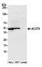 Acyl-CoA Thioesterase 9 antibody, NBP2-76377, Novus Biologicals, Western Blot image 