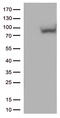 MX Dynamin Like GTPase 1 antibody, LS-C793117, Lifespan Biosciences, Western Blot image 