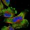 Tigger Transposable Element Derived 7 antibody, HPA041474, Atlas Antibodies, Immunofluorescence image 