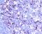 Cyclin B1 antibody, NBP2-67464, Novus Biologicals, Immunohistochemistry paraffin image 