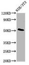 Odr-4 GPCR Localization Factor Homolog antibody, CSB-PA725554LA01HU, Cusabio, Western Blot image 