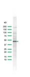 Inhibin Subunit Alpha antibody, PA5-32452, Invitrogen Antibodies, Western Blot image 