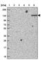 Ectonucleotide Pyrophosphatase/Phosphodiesterase 1 antibody, NBP2-38945, Novus Biologicals, Western Blot image 