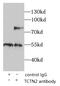 Tectonic Family Member 2 antibody, FNab08568, FineTest, Immunoprecipitation image 