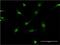 SRC Proto-Oncogene, Non-Receptor Tyrosine Kinase antibody, H00006714-M01, Novus Biologicals, Immunocytochemistry image 