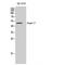 Angiopoietin Like 7 antibody, LS-C382023, Lifespan Biosciences, Western Blot image 