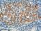 Gastric Inhibitory Polypeptide antibody, 18034-1-AP, Proteintech Group, Immunohistochemistry frozen image 