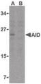 Activation Induced Cytidine Deaminase antibody, PA5-20012, Invitrogen Antibodies, Western Blot image 