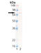 Dehydrin antibody, ADI-PLA-100-D, Enzo Life Sciences, Western Blot image 