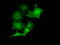 MOB Kinase Activator 3B antibody, M15976, Boster Biological Technology, Immunofluorescence image 