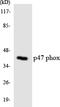Neutrophil Cytosolic Factor 1 antibody, LS-C200448, Lifespan Biosciences, Western Blot image 
