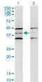 Death Associated Protein 3 antibody, LS-C198498, Lifespan Biosciences, Western Blot image 