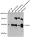 TO antibody, 14-838, ProSci, Western Blot image 