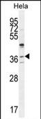 Selenoprotein V antibody, PA5-71520, Invitrogen Antibodies, Western Blot image 