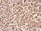 RAGE antibody, NBP2-42913, Novus Biologicals, Immunohistochemistry paraffin image 