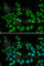 Eukaryotic Translation Initiation Factor 6 antibody, A1818, ABclonal Technology, Immunofluorescence image 