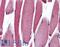 Paired Box 3 antibody, LS-B3737, Lifespan Biosciences, Immunohistochemistry frozen image 