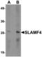 CD244 Molecule antibody, LS-C144353, Lifespan Biosciences, Western Blot image 
