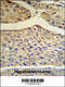 Complement Factor B antibody, 62-850, ProSci, Immunohistochemistry paraffin image 