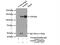 Protein Phosphatase 6 Regulatory Subunit 1 antibody, 17819-1-AP, Proteintech Group, Immunoprecipitation image 