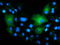 T-Complex 11 Like 2 antibody, TA501804, Origene, Immunofluorescence image 