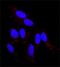 KGFR antibody, GTX10648, GeneTex, Immunofluorescence image 