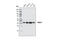 Protein Arginine Methyltransferase 1 antibody, 2453S, Cell Signaling Technology, Western Blot image 