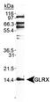 Glutaredoxin antibody, PA1-46470, Invitrogen Antibodies, Western Blot image 