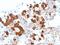 Proopiomelanocortin antibody, GTX34391, GeneTex, Immunohistochemistry paraffin image 