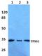 Tryptase Gamma 1 antibody, GTX66860, GeneTex, Western Blot image 